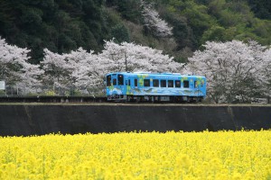 満開の桜・菜の花と錦川清流線
